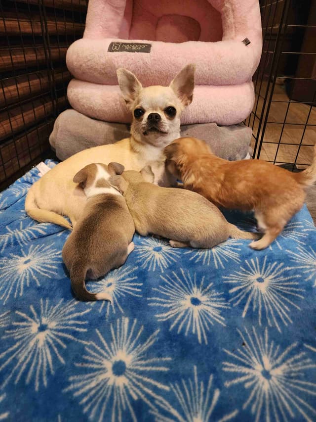 Chihuahua Puppies media 23