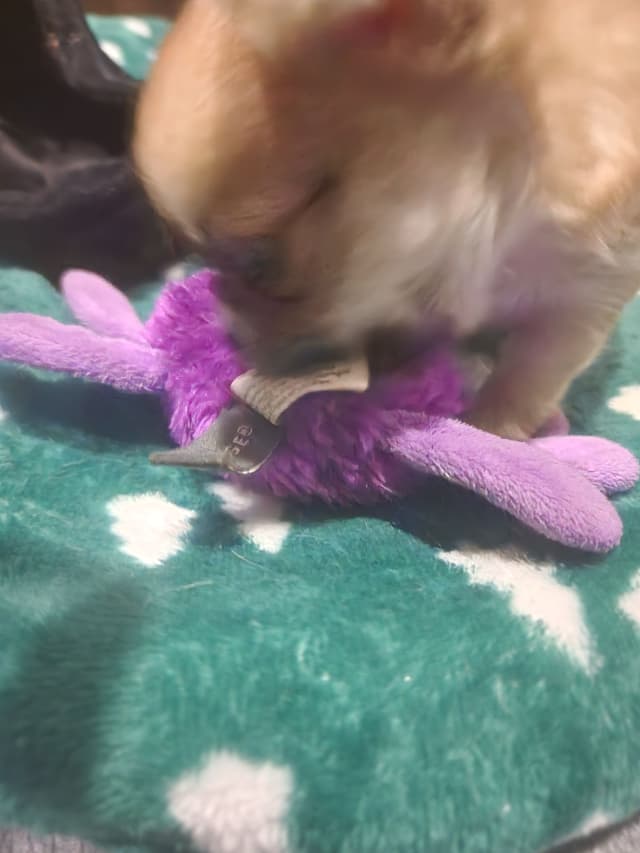 Chihuahua Puppies media 25