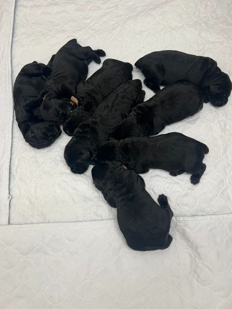 Giant Schnauzer Puppies breeder image 1