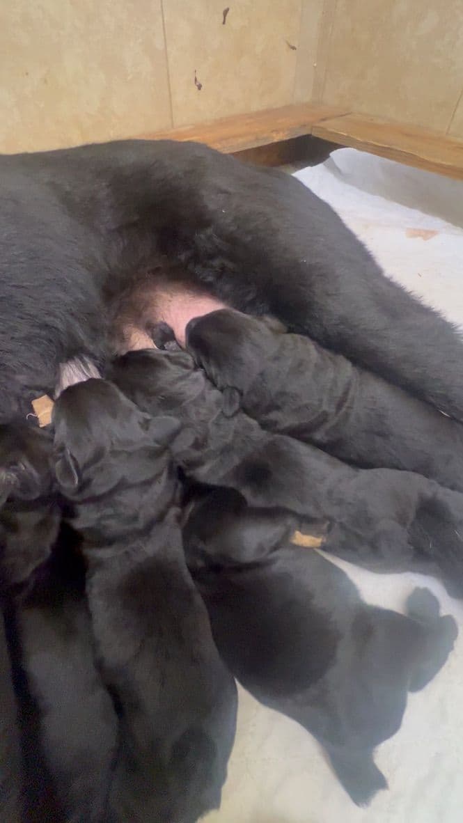 Giant Schnauzer Puppies breeder image 2