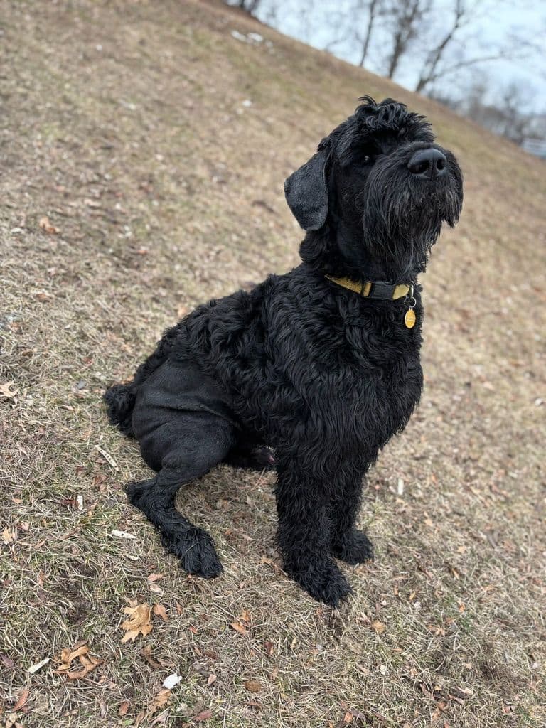 Giant Schnauzer Puppies breeder image 6