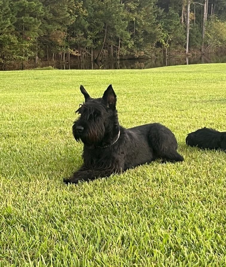 Giant Schnauzer Puppies breeder image 7