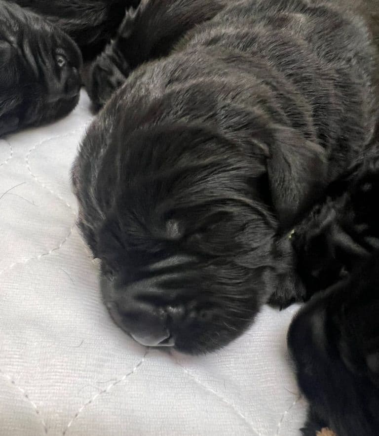 Giant Schnauzer Puppies breeder image 8
