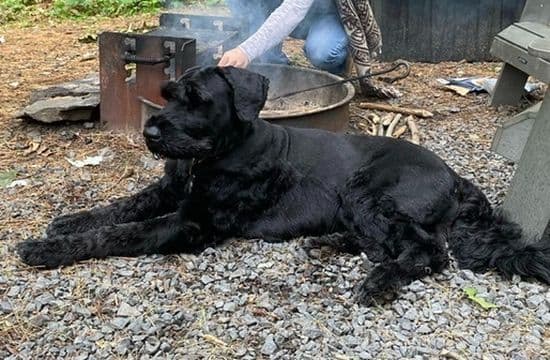 Giant Schnauzer Puppies media 18