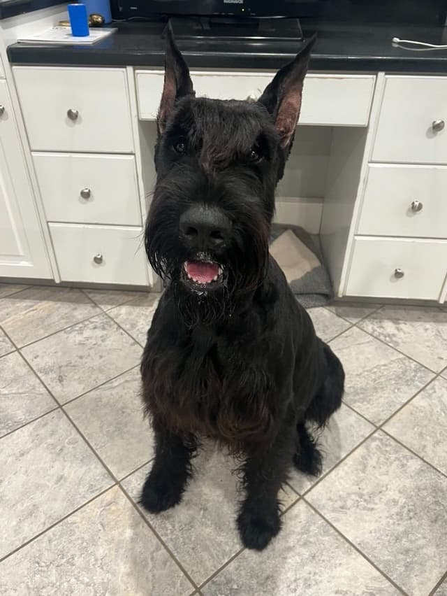 Giant Schnauzer Puppies media 15