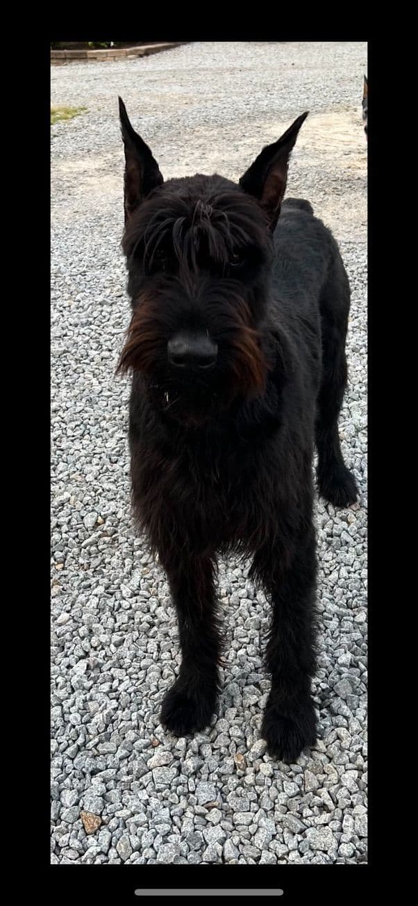 Giant Schnauzer Puppies media 13