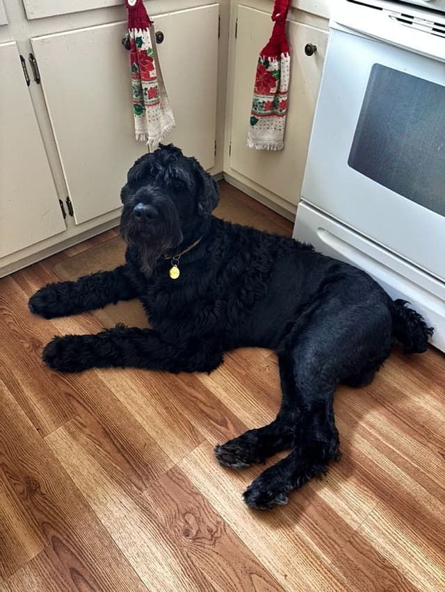 Giant Schnauzer Puppies media 16