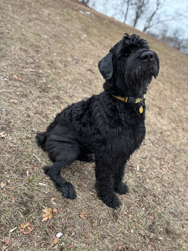 Giant Schnauzer Puppies media 17
