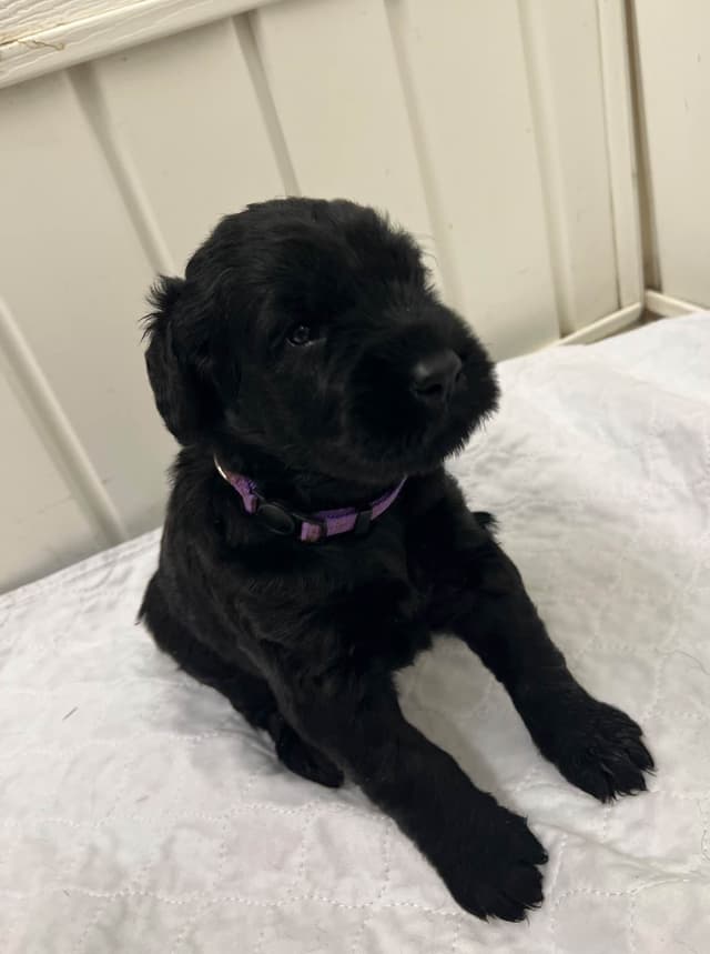 Giant Schnauzer Puppies media 3