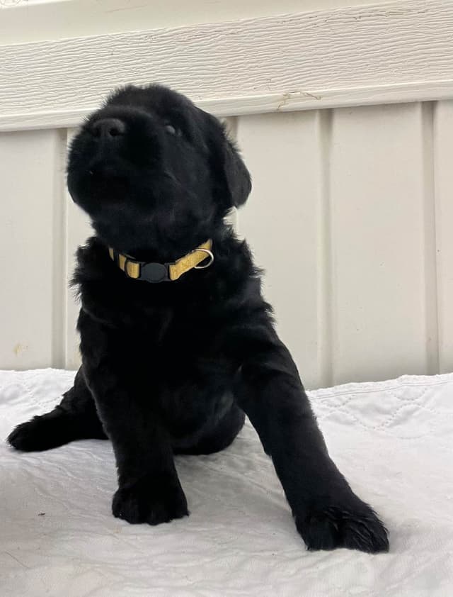 Giant Schnauzer Puppies media 2