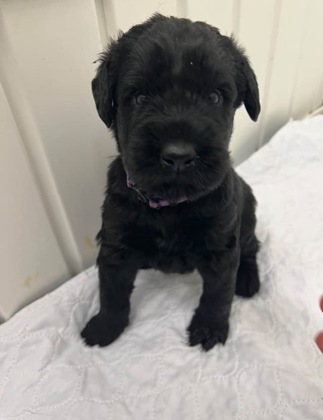 Giant Schnauzer Puppies media 4