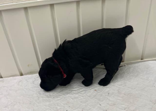 Giant Schnauzer Puppies media 9