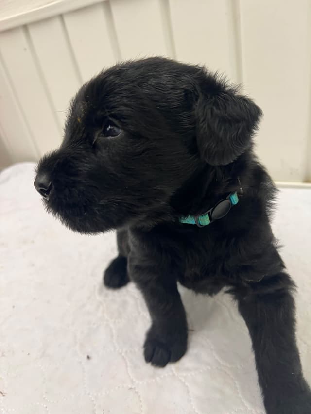Giant Schnauzer Puppies media 7