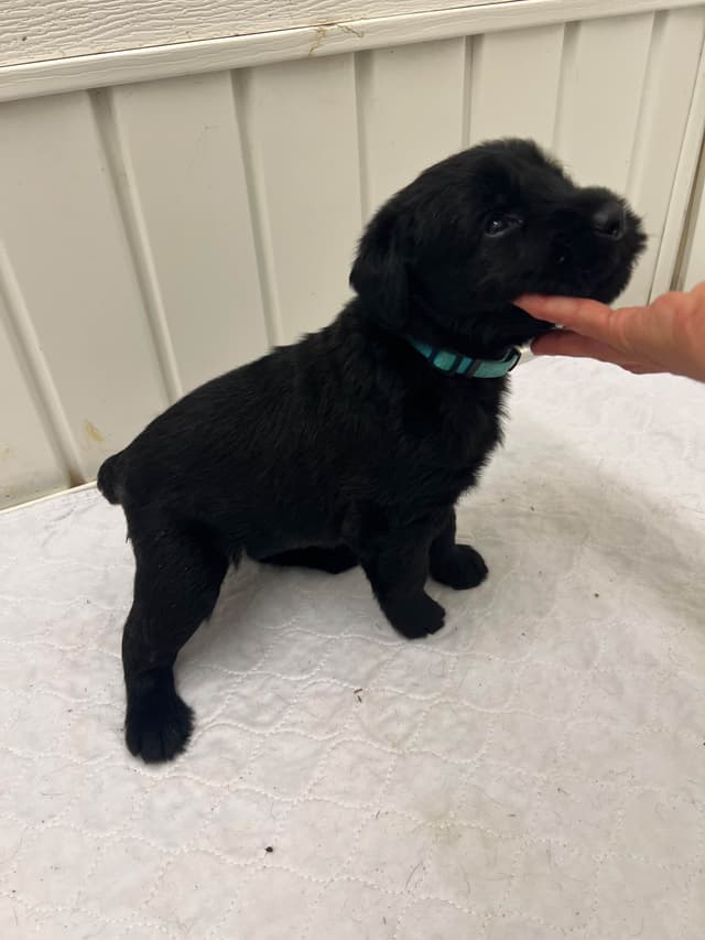 Giant Schnauzer Puppies media 8