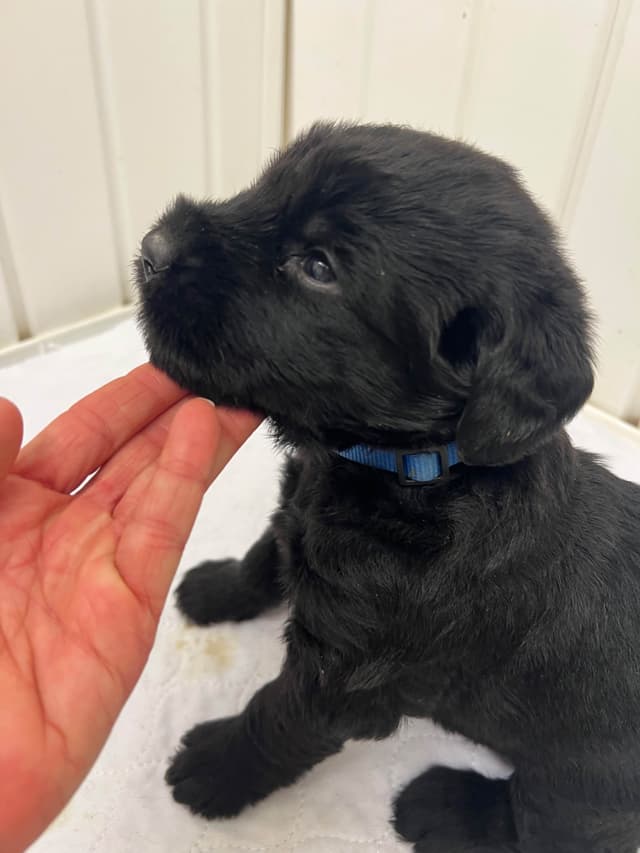 Giant Schnauzer Puppies media 11