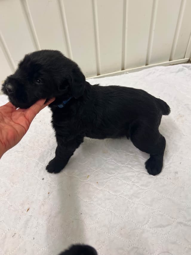 Giant Schnauzer Puppies media 5