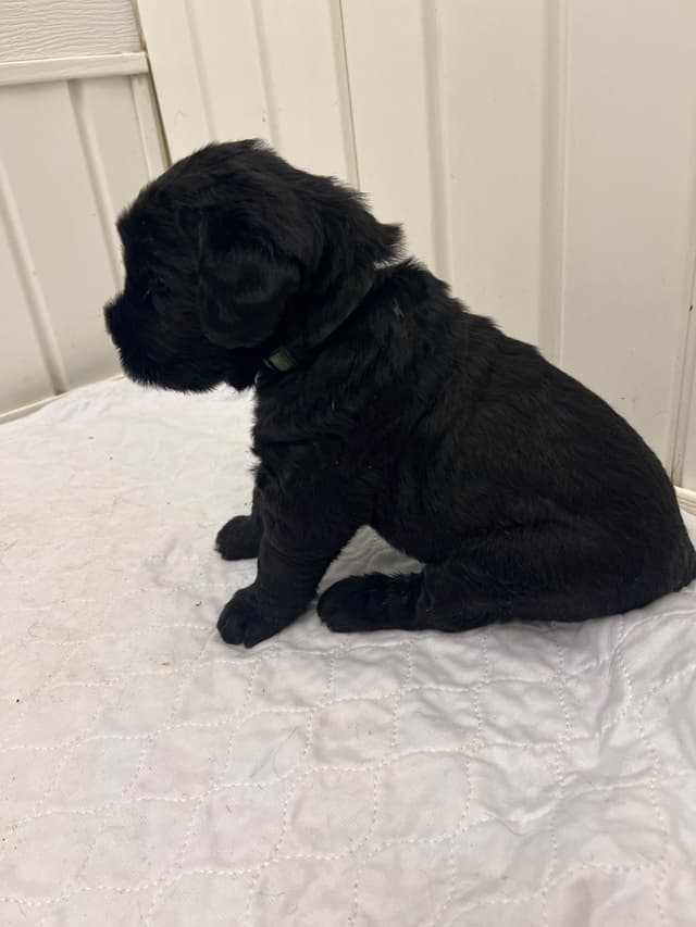 Giant Schnauzer Puppies media 6