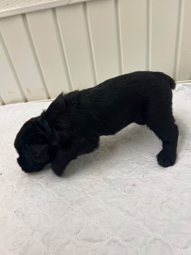Giant Schnauzer Puppies media 12