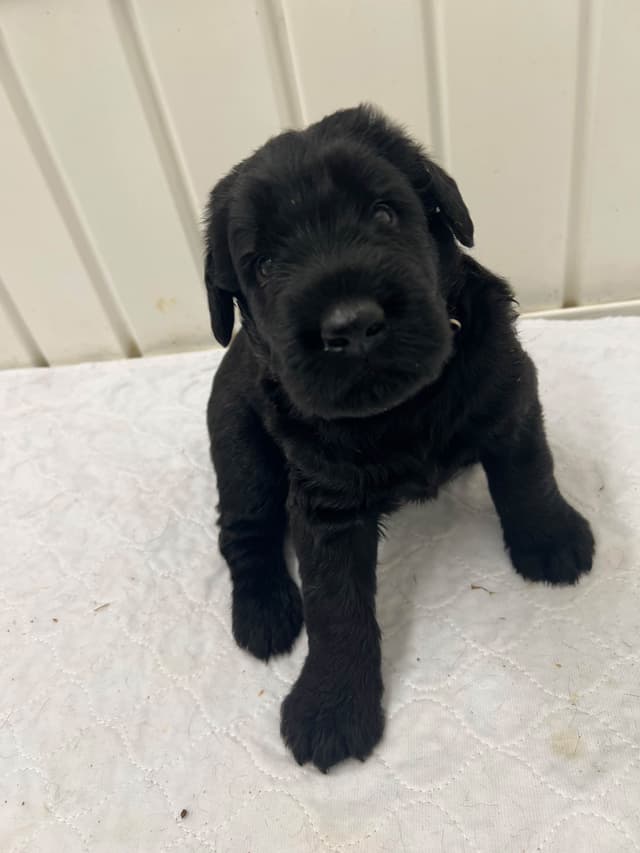Giant Schnauzer Puppies media 10