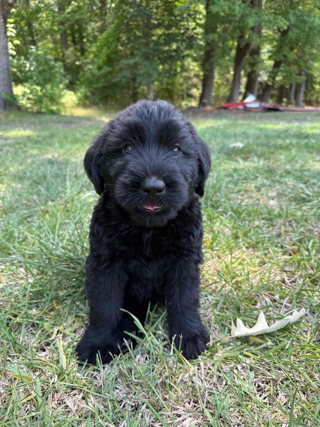 Giant Schnauzer Puppies media 19