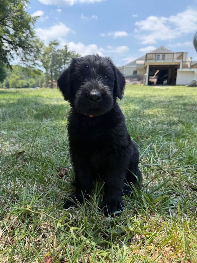Giant Schnauzer Puppies media 20