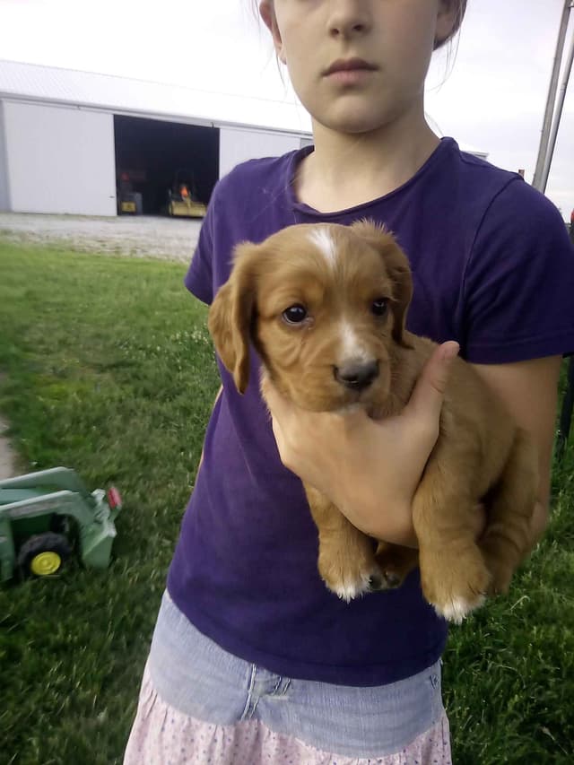 English Cocker Spaniel Puppies media 2