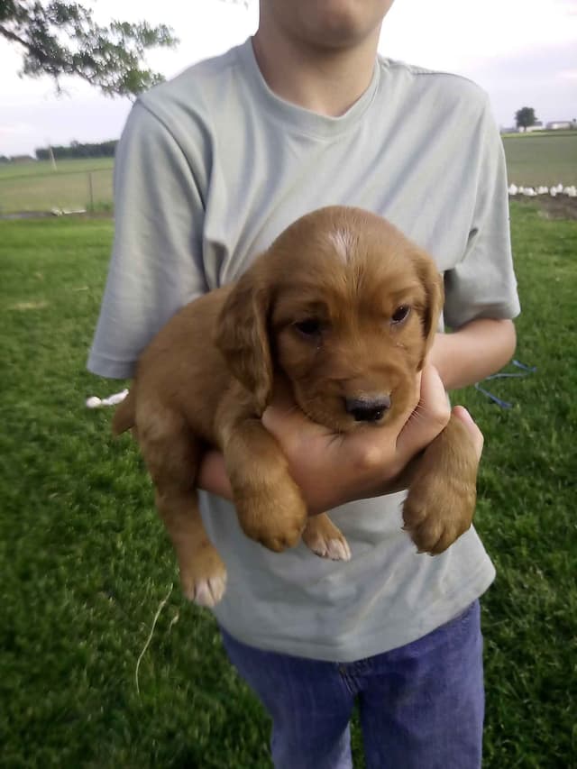 English Cocker Spaniel Puppies media 4