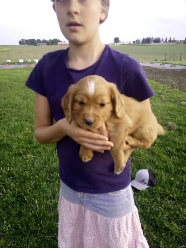English Cocker Spaniel Puppies media 5
