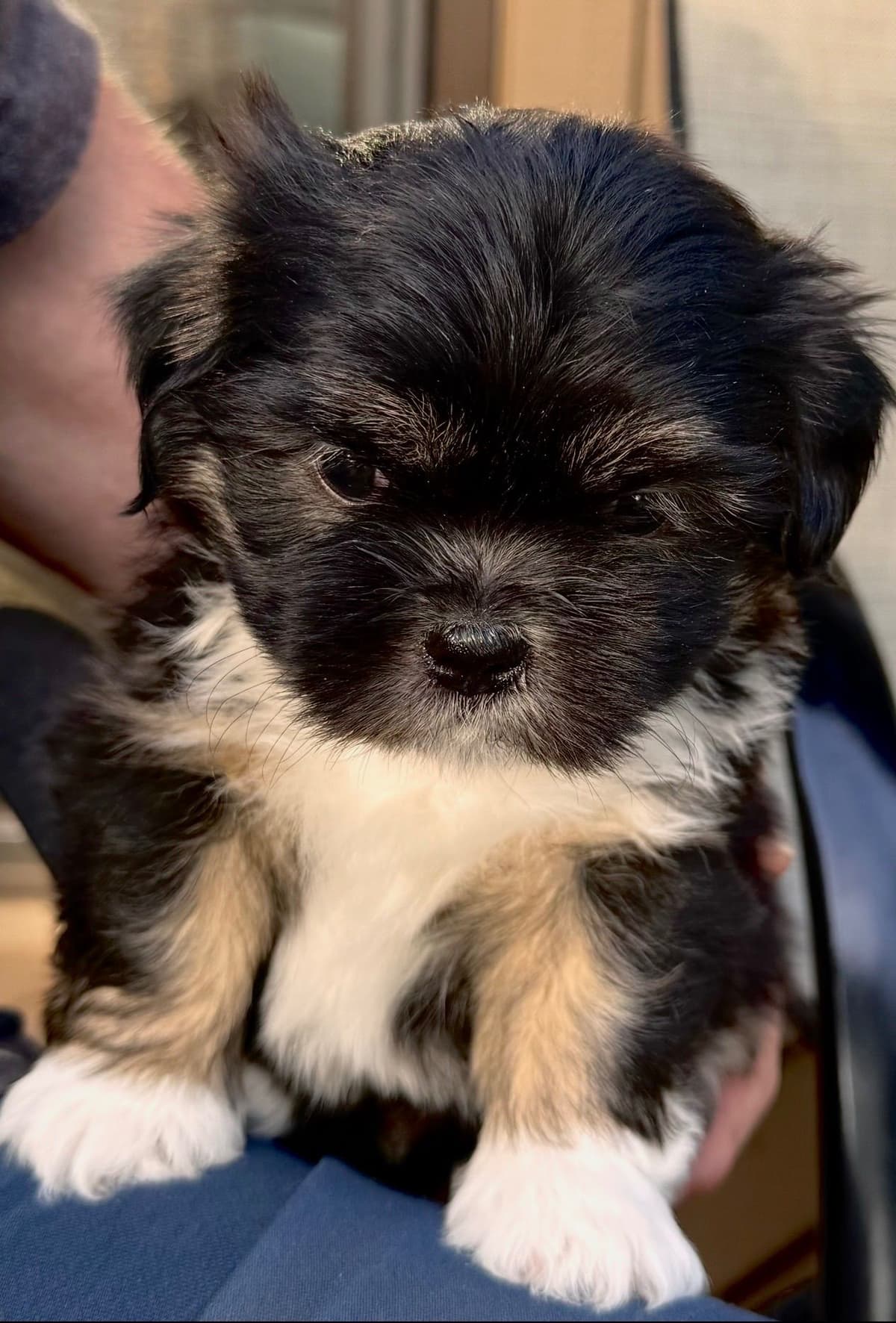 Lhasa Apso Puppies breeder image 5