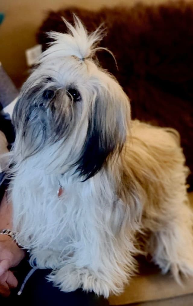 Lhasa Apso Puppies media 3