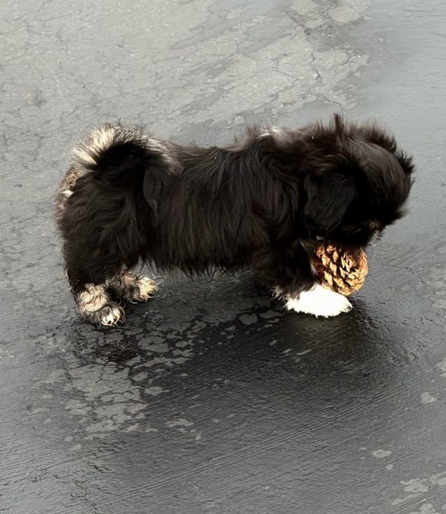 Lhasa Apso Puppies media 6