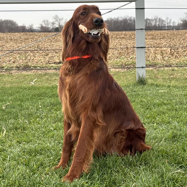Irish Setter Puppies media 5