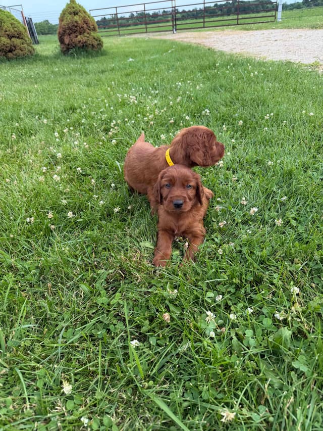 Irish Setter Puppies media 4