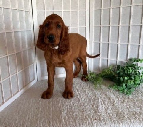 Irish Setter Puppies media 2