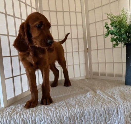 Irish Setter Puppies media 3