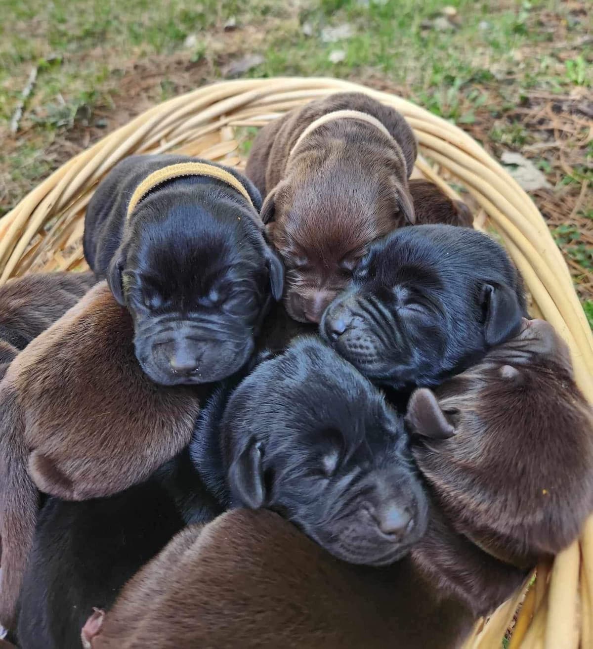 Labrador Retriever Puppies breeder image 1