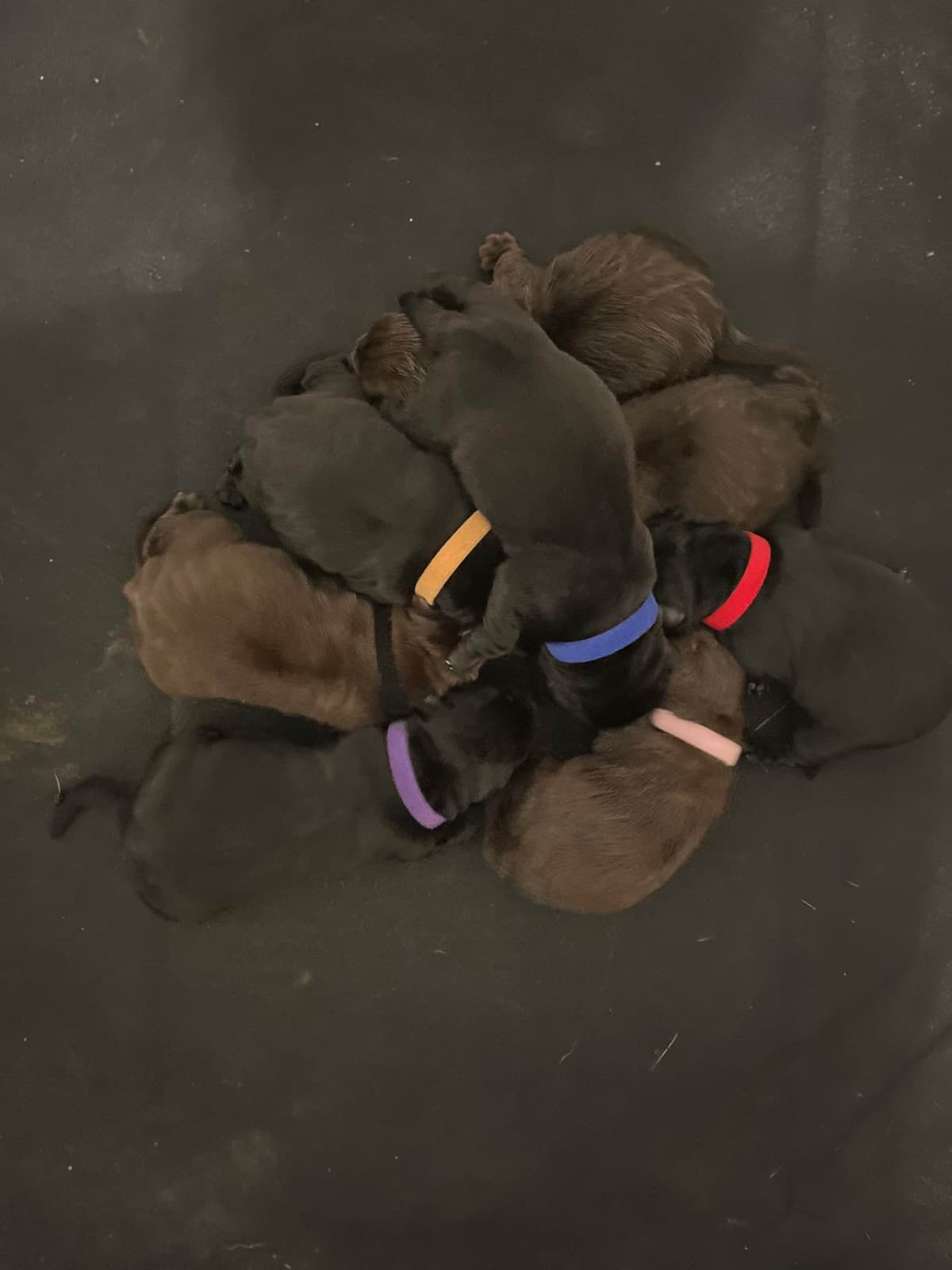 Labrador Retriever Puppies breeder image 2