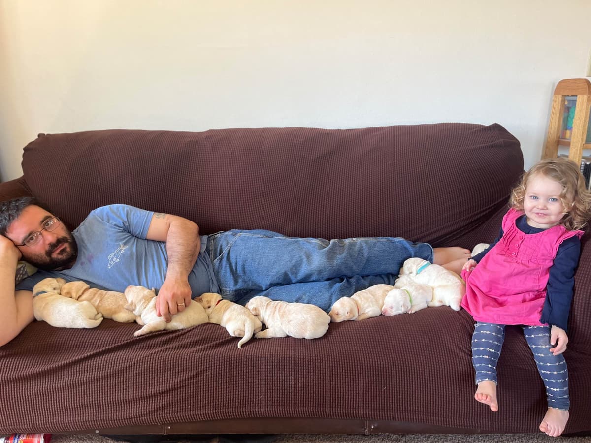 Labrador Retriever Puppies breeder image 3