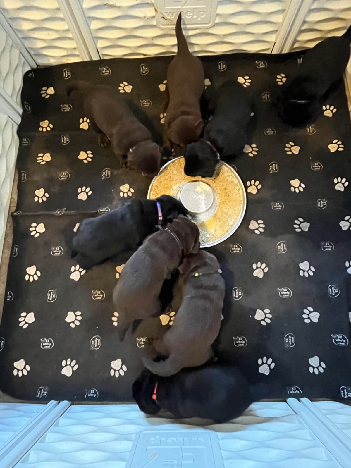 Labrador Retriever Puppies breeder image 4