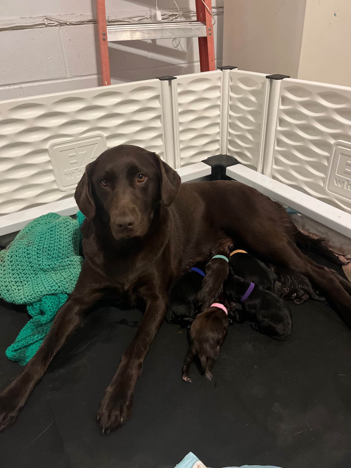 Labrador Retriever Puppies breeder image 5