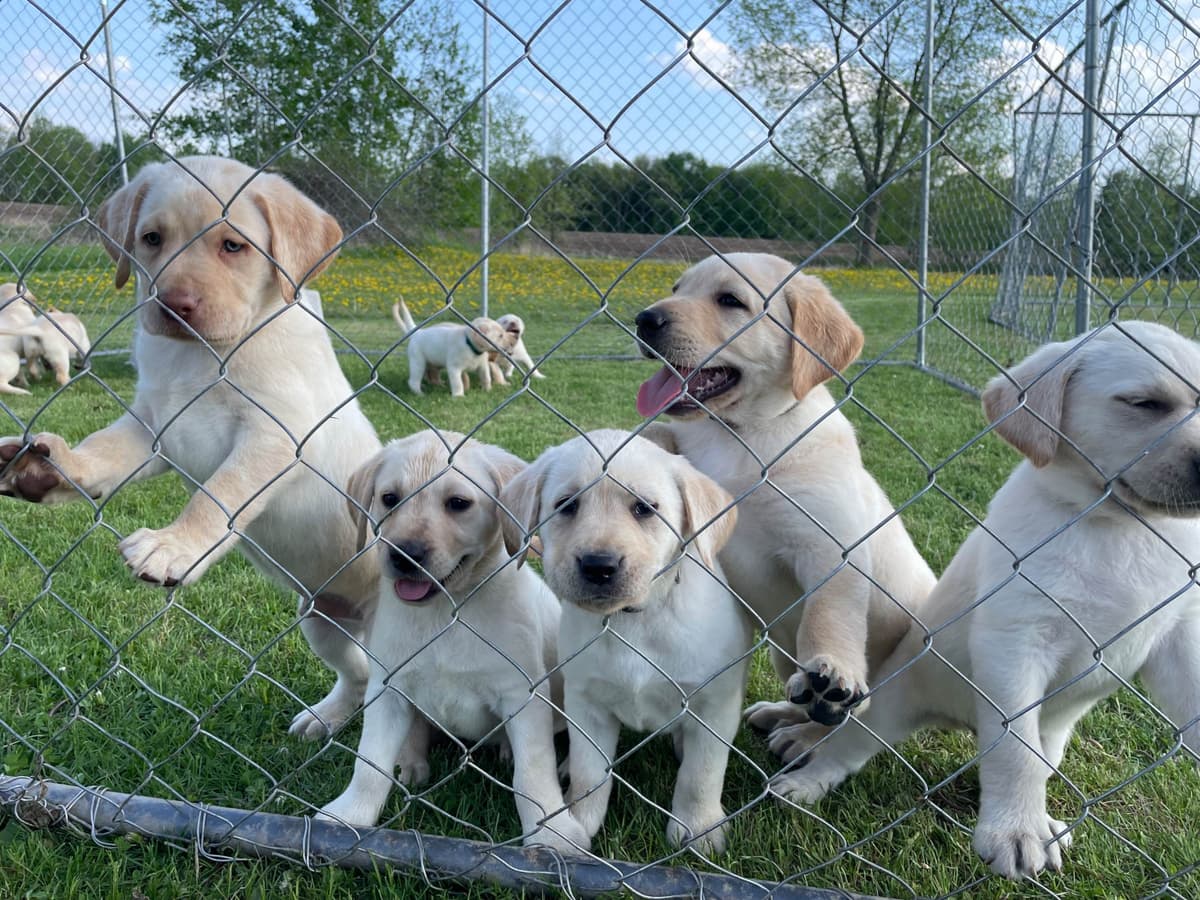 Labrador Retriever Puppies breeder image 6