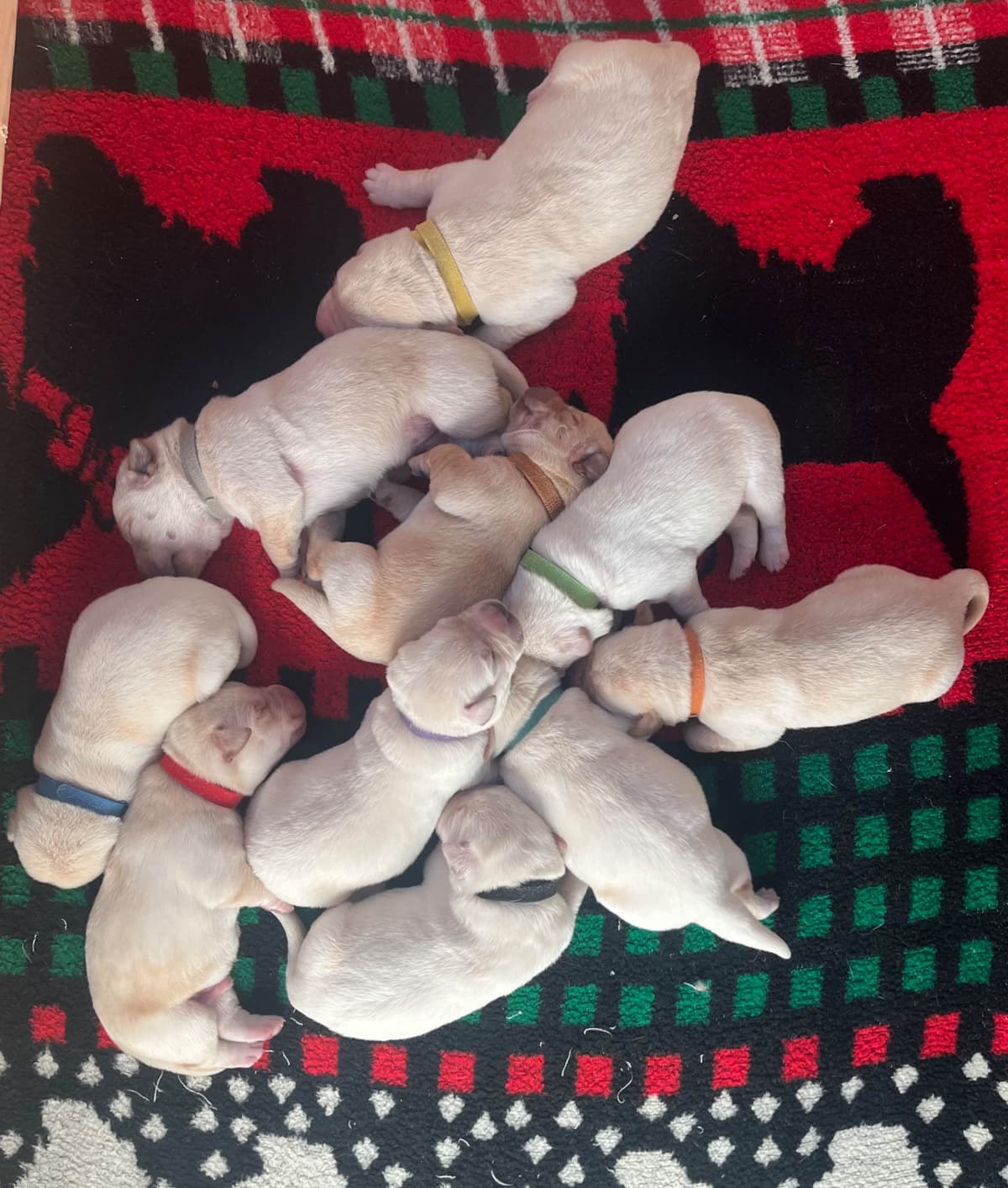 Labrador Retriever Puppies breeder image 7