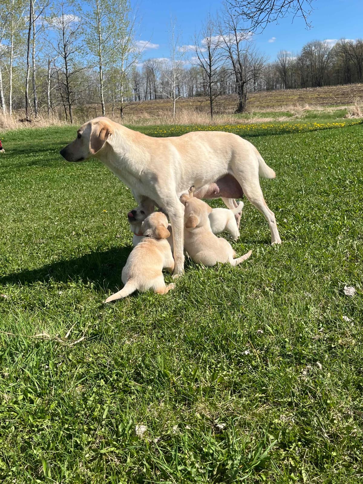 Labrador Retriever Puppies breeder image 8