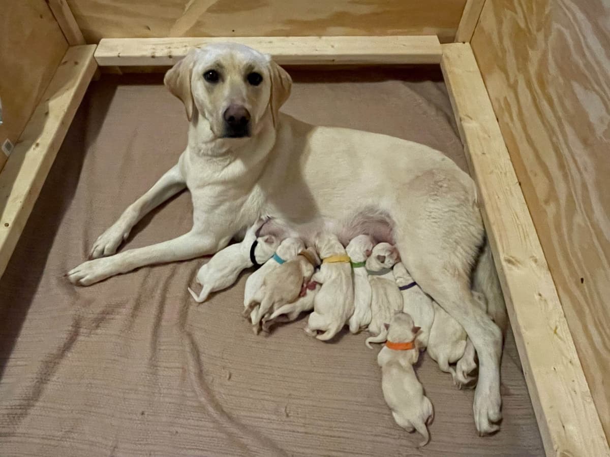Labrador Retriever Puppies breeder image 9