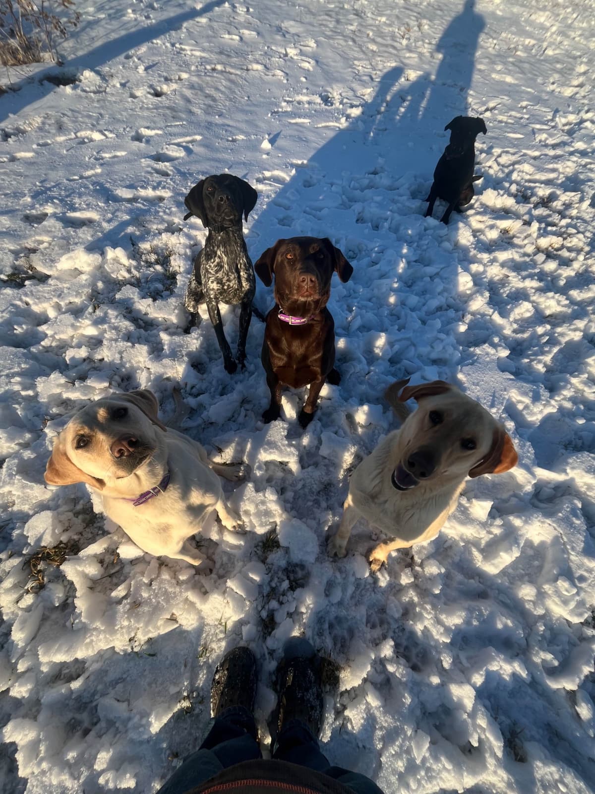 Labrador Retriever Puppies breeder image 13
