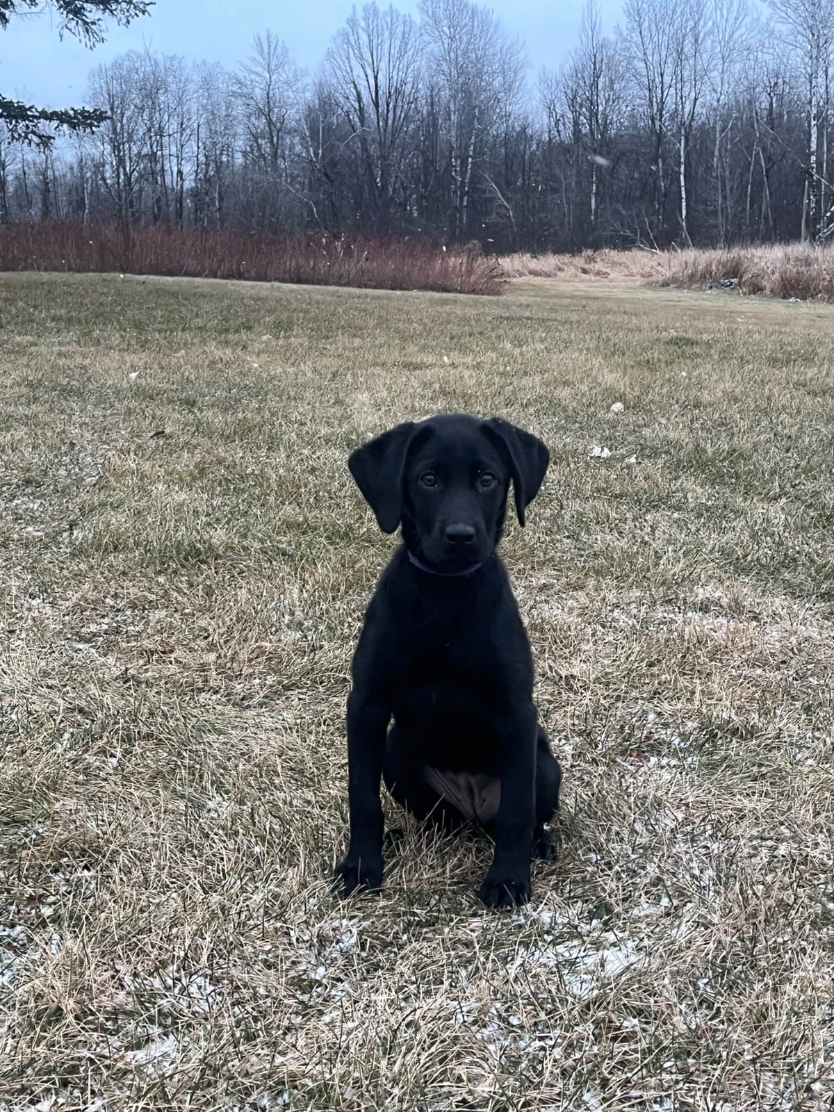 Labrador Retriever Puppies breeder image 15
