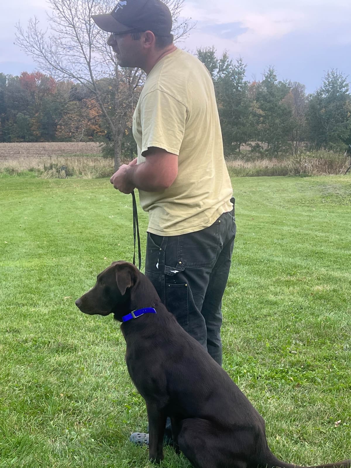 Labrador Retriever Puppies breeder image 19