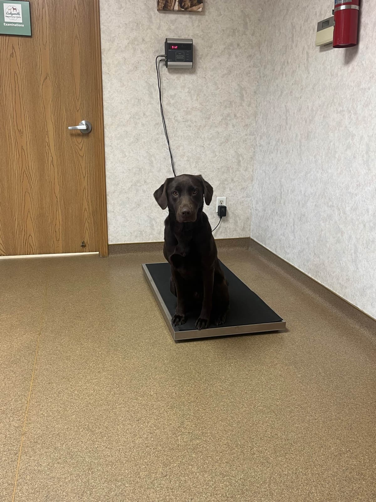 Labrador Retriever Puppies breeder image 20