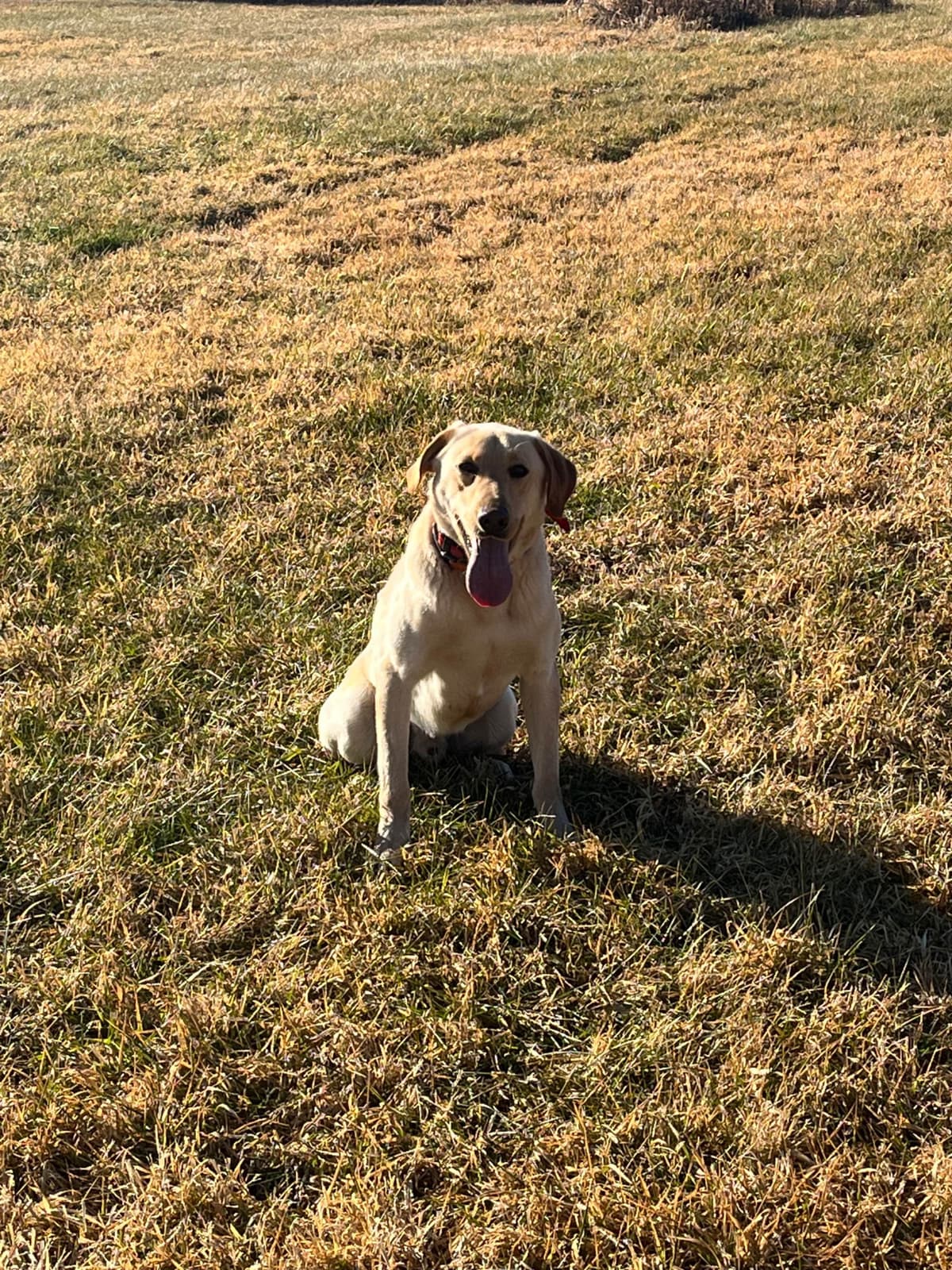 Labrador Retriever Puppies breeder image 23