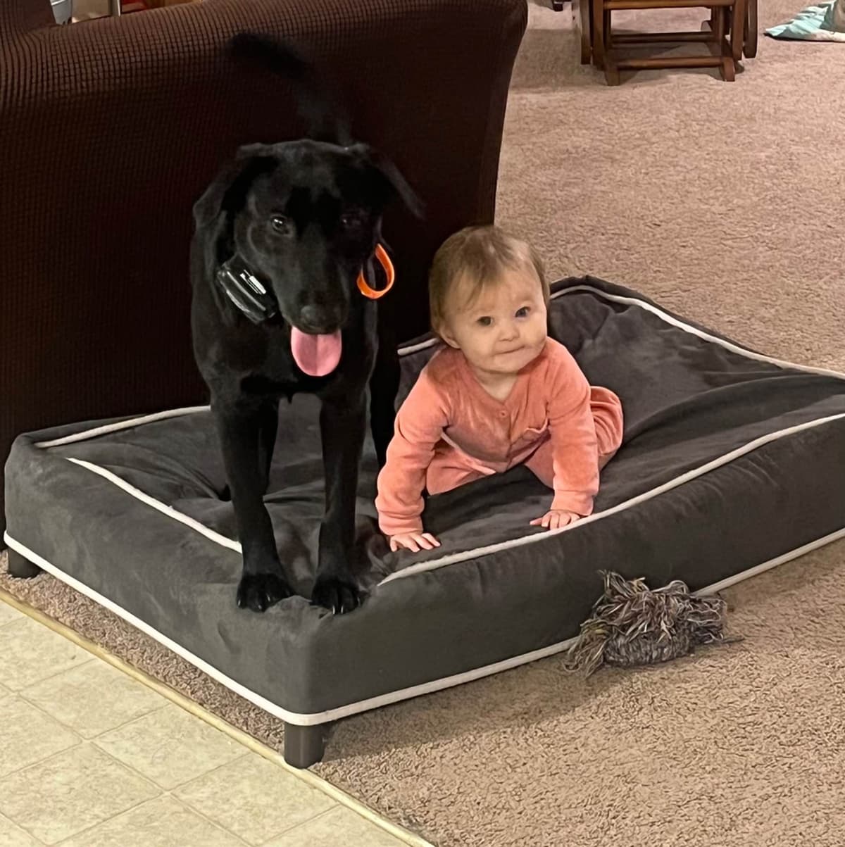 Labrador Retriever Puppies breeder image 25